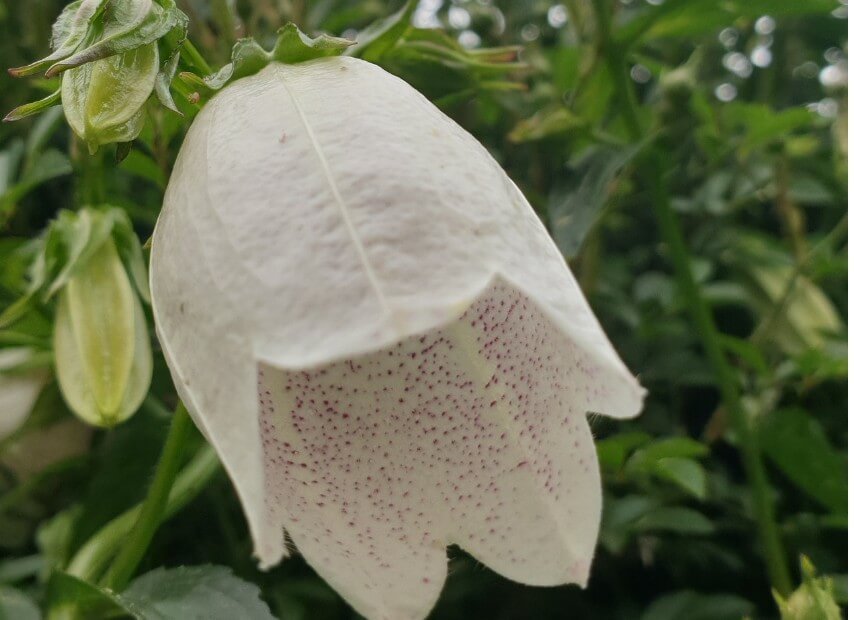 초롱꽃 체리벨 꽃말 사진 기원 키우기